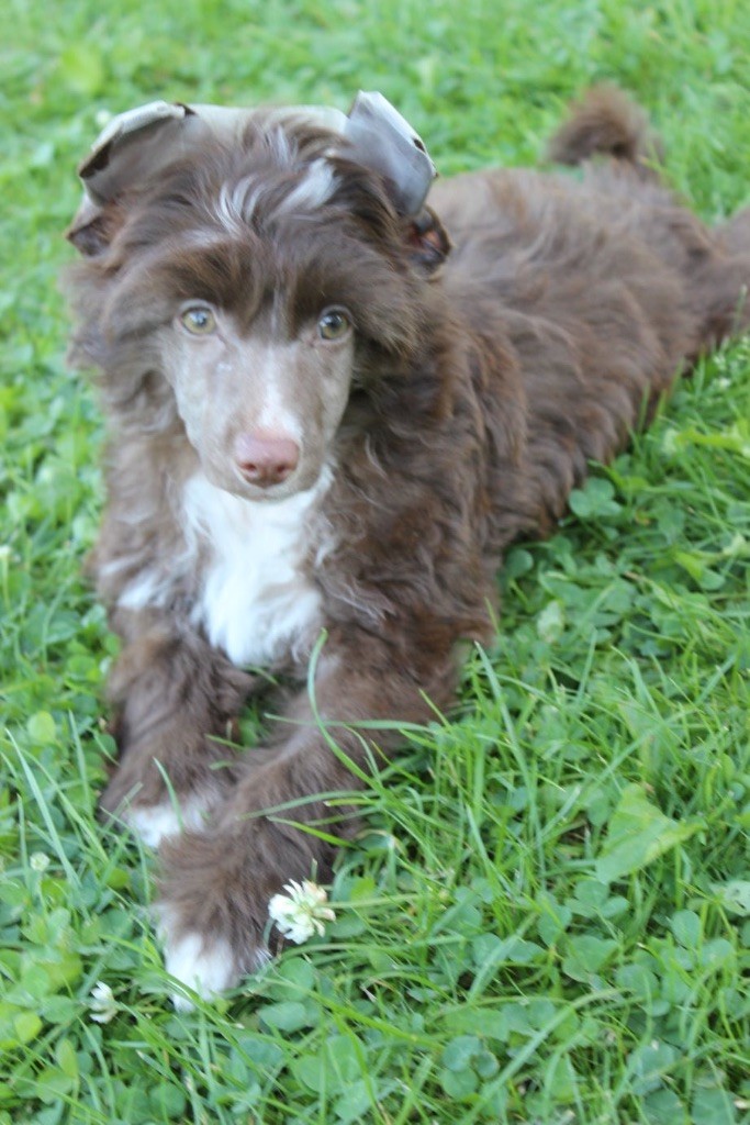 of Pastime Paradise - Chiot disponible  - Chien chinois à crête