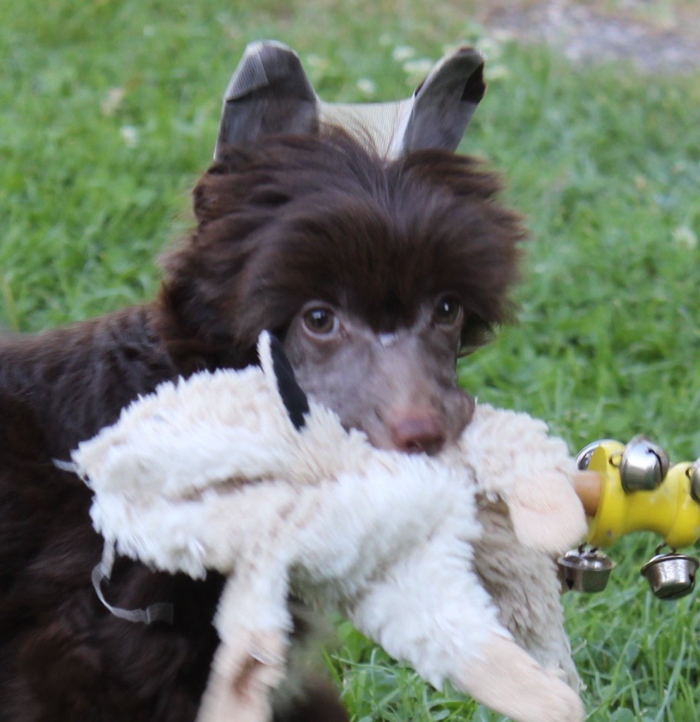 of Pastime Paradise - Chiot disponible  - Chien chinois à crête