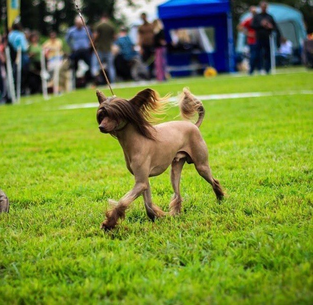 Sikkim de lancôme mon chien of Pastime Paradise