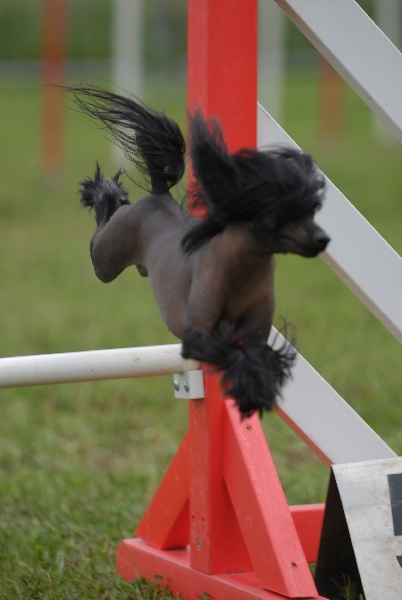 Les chinois et l'agility
